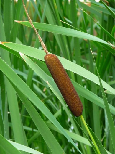 Photo de la plante typha