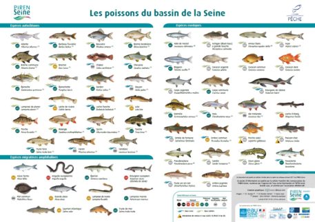 x2: The fish population of the Seine has become diverse since 1990