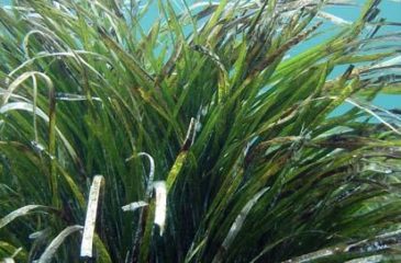 herbier-marins 2