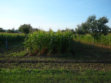 Agroforesterie_(maïs_et_châtaigners)