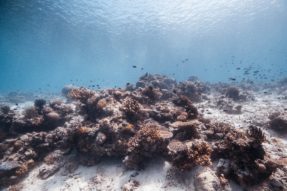 Coral Reefs Malaysia Photo by Logan Lambert on Unsplash