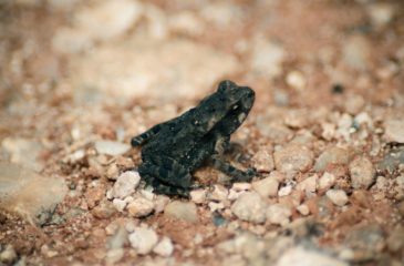 amphibiens_grenouille_ccWarlenGVasco
