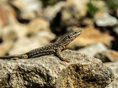 lézard-maurice-smeets-1370834-unsplash