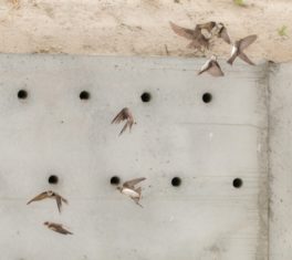 Nichoirs artificiels oiseaux 2