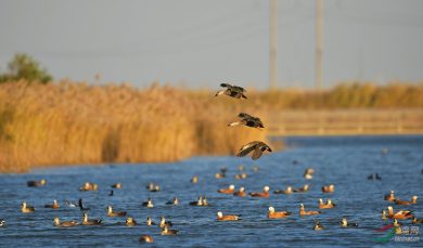 wetlands