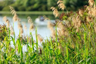 France, Bouches du Rhone (13), parc naturel regional de Camargue, Les Saintes Maries de la Mer, Le Petit Rhone