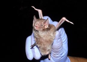 chauve souris