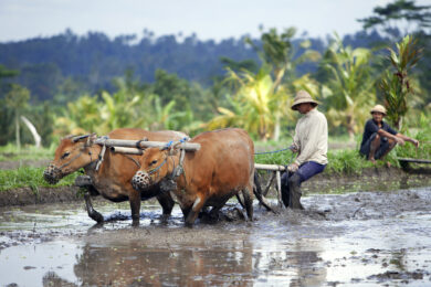 Indonesie, ile de Bali, region du Mont Agung, village de Geriana Kauh, travail dans les rizieres