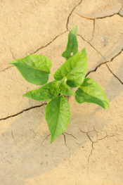 France, Drome (26), La Coucourde, irrigation, Tournesol