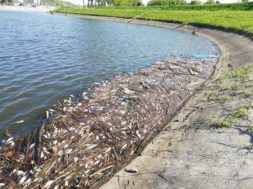 Des poissons morts dans le fleuve Escaut