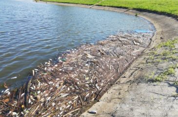 Des poissons morts dans le fleuve Escaut