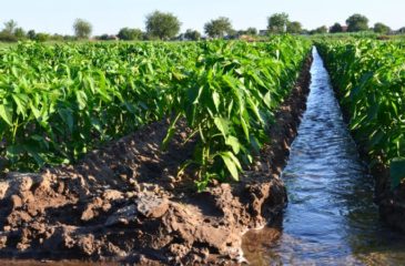 Réutilisation des eaux usées pour l'irrigation