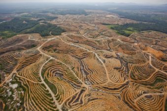 Illegal Lodging deforestation _ source Greenpeace