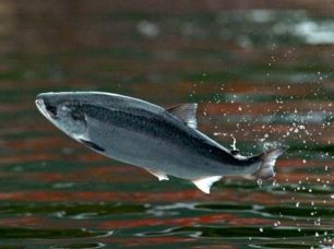 Poisson migrateurs (saumon) _ Source Journées Mondiales