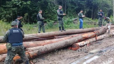 Wood illegaly removed from a reserve in Para, Brazil 2020 _ source CNN