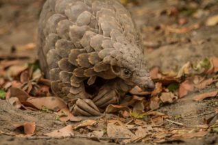 Pangolin _ biodiversity