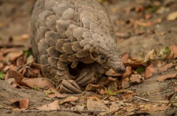 Pangolin _ biodiversity