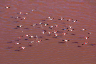 France, Bouches du Rhone (13), Parc Naturel Regional de Camargue, Arles, Salin de Giraud, les salins (vue aerienne)