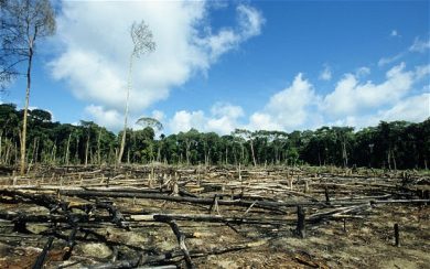 Une forêt sans ses arbres.