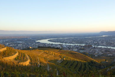 France, Drome (26), Tain l'Hermitage, vigne AOC Hermitage et Le Rhone