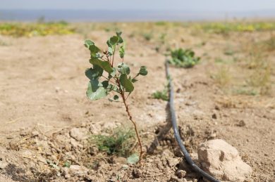 Drought Uzbekistan