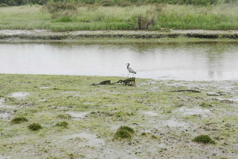 Algues toxiques dans les rivières pastorales néo-zélandaises (Source : The Guardian, Naomi Haussmann)