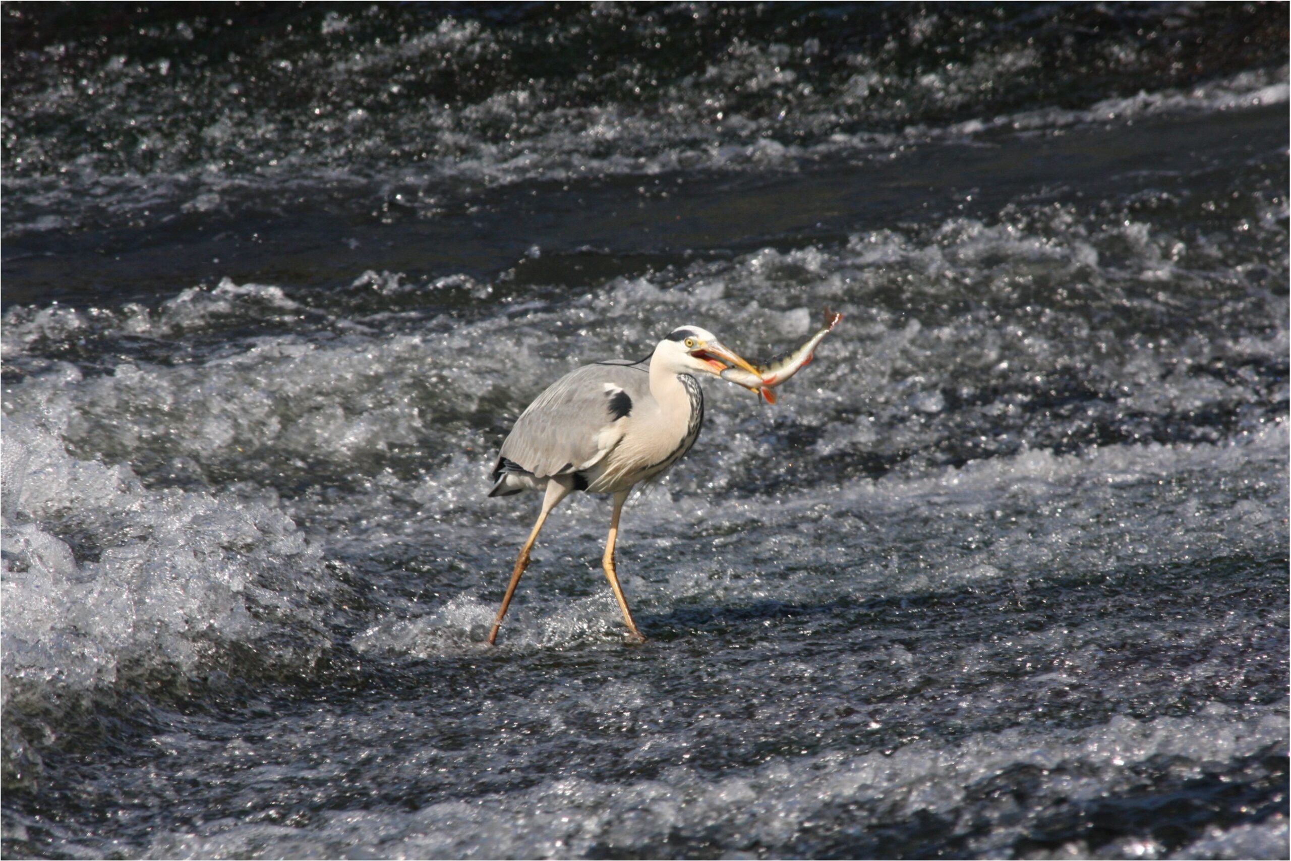 Vie sauvage du bassin rhénan Initiatives pour l #39 Avenir des Grands Fleuves Vie sauvage du bassin rhénan Initiatives pour l #39 Avenir des Grands Fleuves